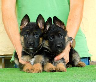 Cuccioli di Pastore Tedesco con pedigree Enci