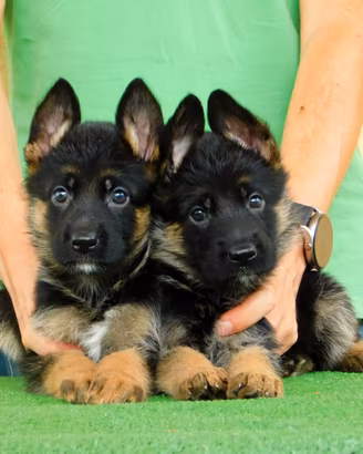 Cuccioli di Pastore Tedesco con pedigree Enci