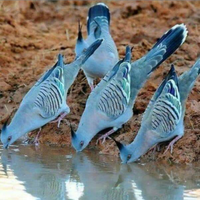 Tortore australiane ciuffate