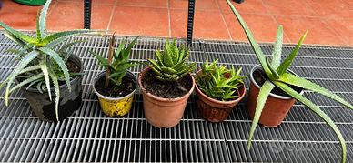 5 piante di aloe