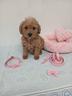 barboncino-toy-