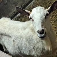 Capra femmina senza corna