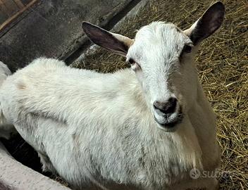 Capra femmina senza corna