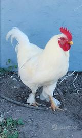 Gallo