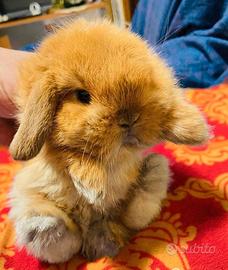 Coniglio minilop puro