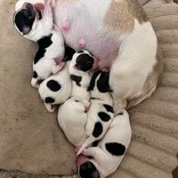 Cuccioli Chihuhua X jack russel