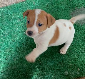 Jack Russell cucciole