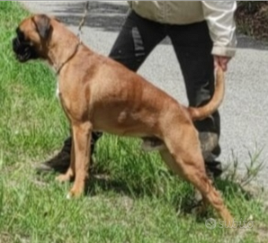 Boxer cuccioli