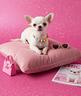 barbie-chihuahua-dolcissima-50-euro-al-mese