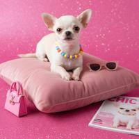 BARBIE Chihuahua Dolcissima, 50 euro al mese