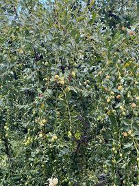 Piante di giuggiolo varie dimensioni