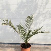 Phoenix Canariensis vaso 22 h. 80 cm