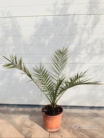Phoenix Canariensis vaso 22 h. 80 cm