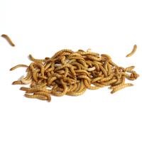 Camole -Tarme della farina