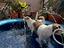 Immagine 4