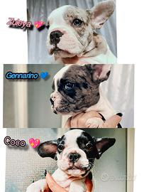 Bulldog francese exotic
