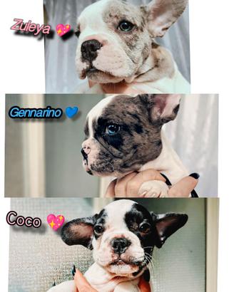 Bulldog francese exotic