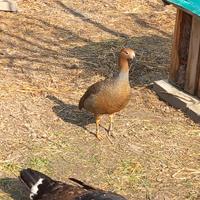 Oca femmina testa rossa