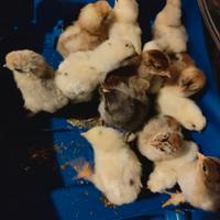 Pulcini oliver egg brahma moroseta