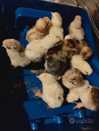 Pulcini oliver egg brahma moroseta