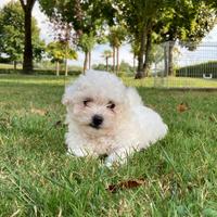 Cuccioli di Bolognese