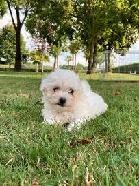 Cuccioli di Bolognese