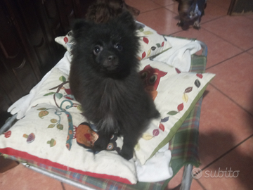 Volpino ultimo maschietto