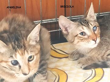 Briciola e Angelina micie di 3 mesi ad del cuore