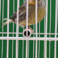 Canarini