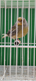 Canarini