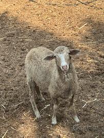 Agnello