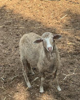 Agnello