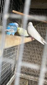 Pappagalli cocorita