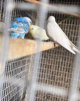 Pappagalli cocorita