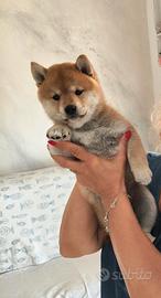 Cucciola di Shiba Inu con Pedigree 