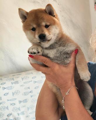 Cucciola di Shiba Inu con Pedigree 