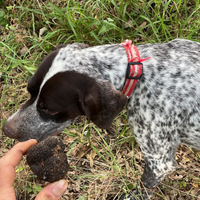 Bracco pointer da tartufo nero