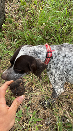 Bracco pointer da tartufo nero