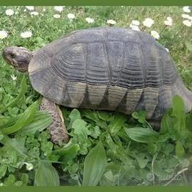 Tartarughe di terra testudo