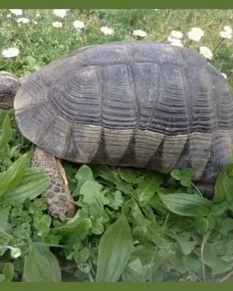 Tartarughe di terra testudo