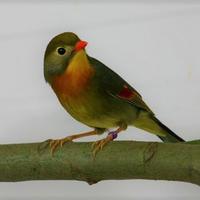 Usignolo del giappone