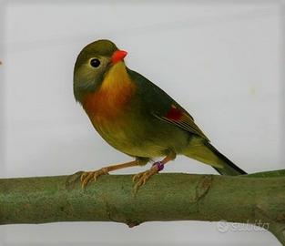 Usignolo del giappone