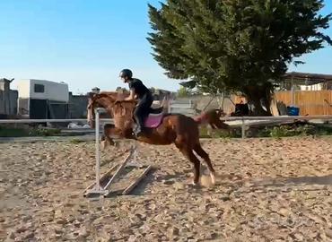 Pony femmina per principianti e prime gare