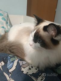 Gattina ragdoll