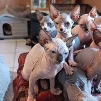 Gattini sphynx