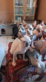 Gattini sphynx