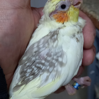 Pappagalli meravigliosi