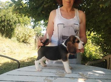 Beagle tricolore