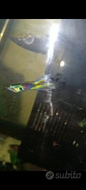 Guppy endler - pesci acquario