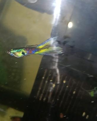 Guppy endler - pesci acquario